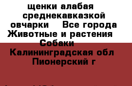 щенки алабая ( среднекавказкой овчарки) - Все города Животные и растения » Собаки   . Калининградская обл.,Пионерский г.